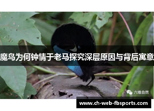 魔鸟为何钟情于老马探究深层原因与背后寓意